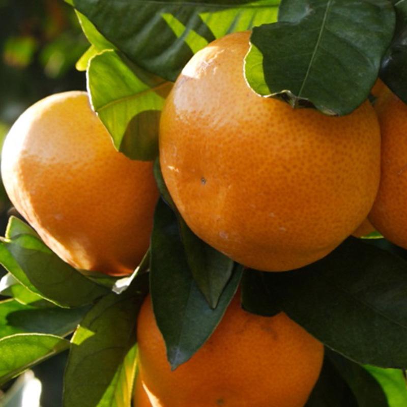 みかん 早生みかん 秀品 Lサイズ 8kg JAみっかび 産地直送 三ヶ日