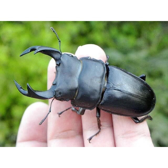 国産オオクワガタ 大型オス70mm以上メスペア : むしや本舗 ヤフー店