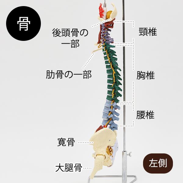 7ウェルネ 脊椎模型 人体模型 ( 主要筋 靭帯 神経 血管 付 ) 実物大