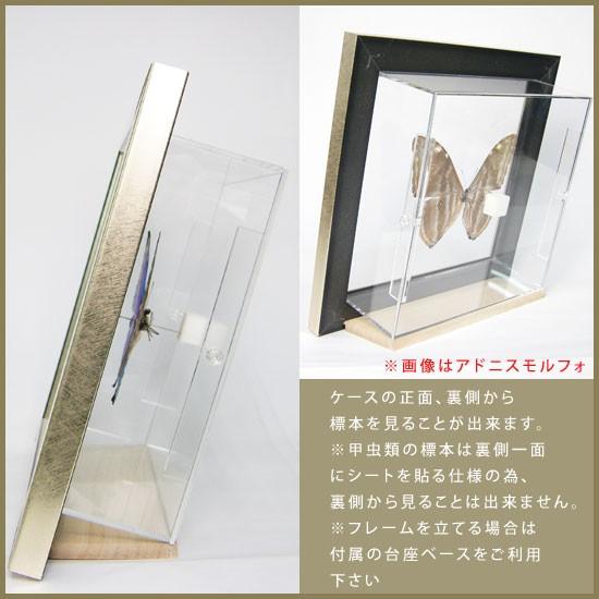昆虫標本 蝶の標本 オオムラサキ メタリック調ライトフレーム
