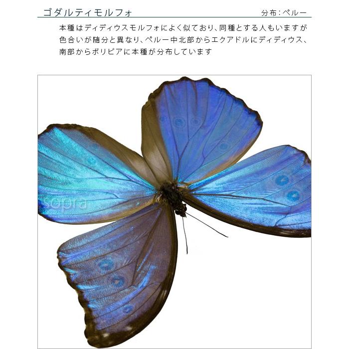 ベルサンタ 蝶標本 楽天市場】昆虫標本 蝶の標本 ポルティスモルフォ