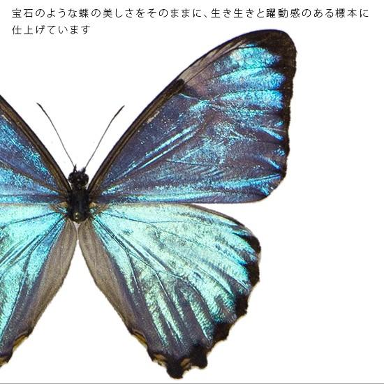 蝶の標本5種類 木製フレーム 蝶の標本5種類 木製フレーム 昆虫用品