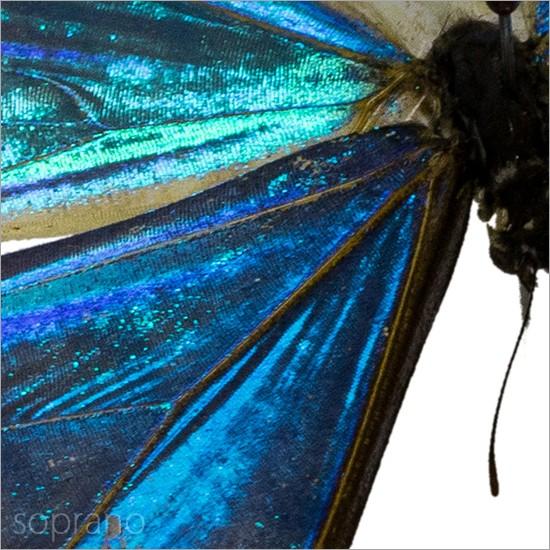 昆虫標本 蝶の標本 ゼフィリテスモルフォ メタリック調ライトフレーム