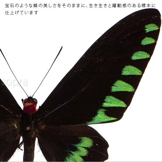 昆虫標本 蝶の標本 オオアカエリトリバネアゲハ メタリック調ライト