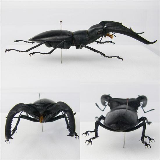 超大型】 マンディブラリスフタマタクワガタ 標本 オス メス 超大型