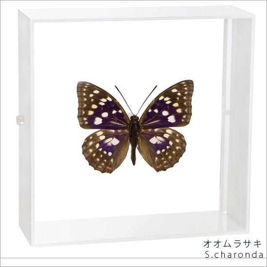 昆虫標本 蝶の標本 オオムラサキ アクリルフレーム 白 : ソプラノYahoo