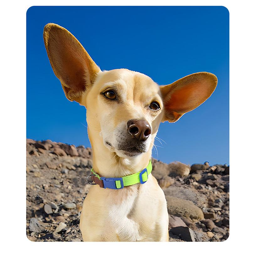 犬 猫 首輪 リード付 2点セット レザー カラフル 軽量 涼しい 快適