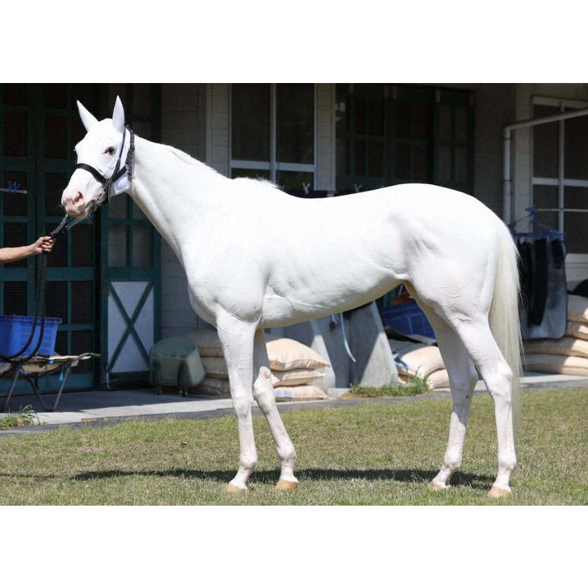 ソダシ ぬいぐるみ 超ビッグサイズ アイドルホース 競馬 第17回