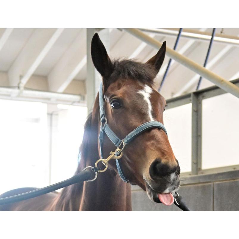 メイケイエール ぬいぐるみ Sサイズ 競馬 アイドルホース 第40回小倉2