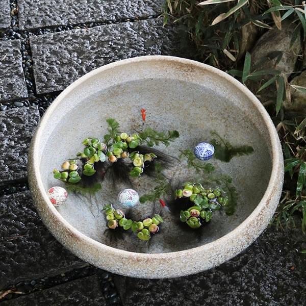 信楽焼 睡蓮鉢 メダカ鉢 おしゃれ めだか鉢 陶器 水鉢 ビオトープ