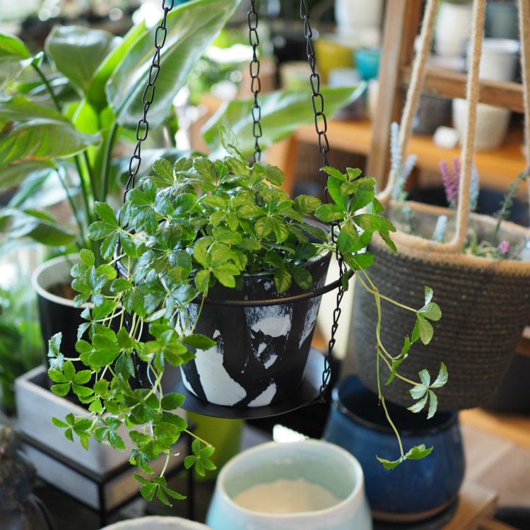 植木鉢 おしゃれ アイアンハンギング 吊り鉢 YS1667-190 6号(19cm