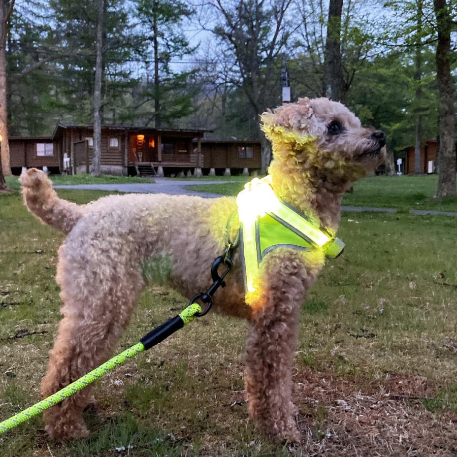 犬用 ハーネス 光る LEDライト 夜間 安心 安全 散歩 ライトハウンド