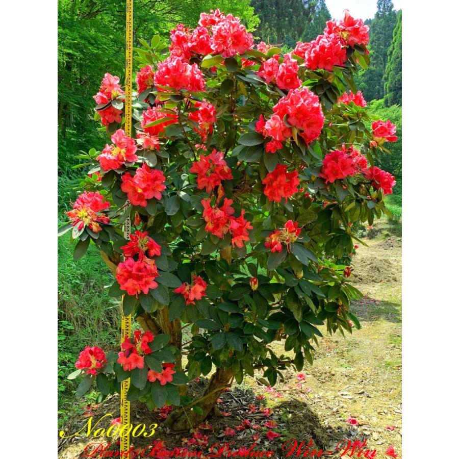 2020年 西洋石楠花(アンナローズ・ホイットニー)の大樹 No3 (ROSE RED