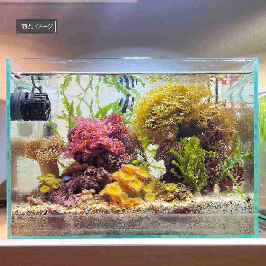 全国送料無料】 BARRELバレル SUSANOO LED 10W スサノオ ホワイト