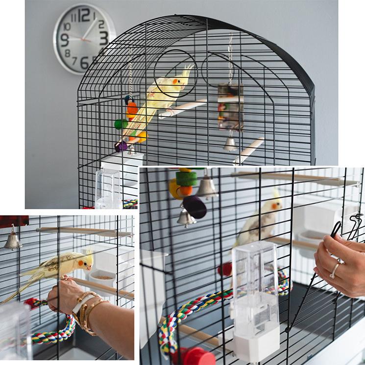 鳥かご おしゃれZOLUX CHIC 104182 ケージ ブラック ラスト1個 鳥かご