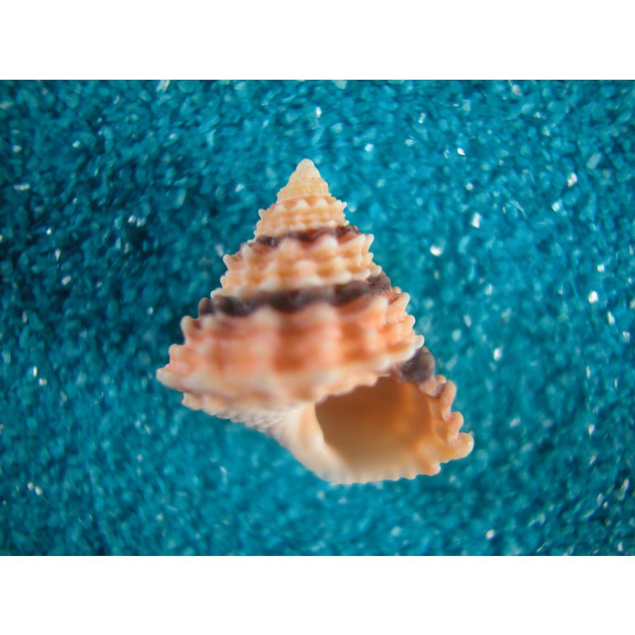 超特大)チマキボラ 貝殻 標本 110mm クダマキガイ科 超特大)チマキボラ