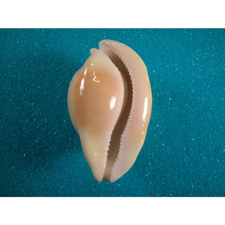 ウスアカネダカラ : 貝殻ストア - 通販 - Yahoo!ショッピング