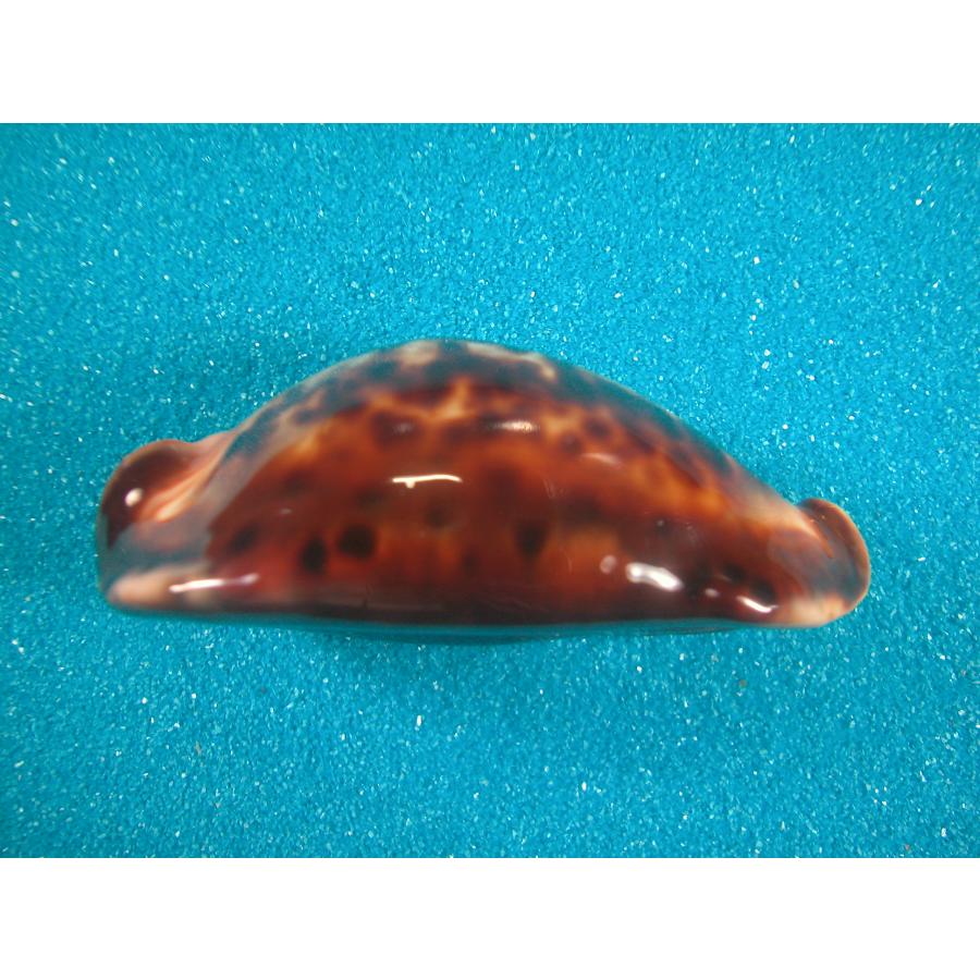 クロガネダカラ : 貝殻ストア - 通販 - Yahoo!ショッピング