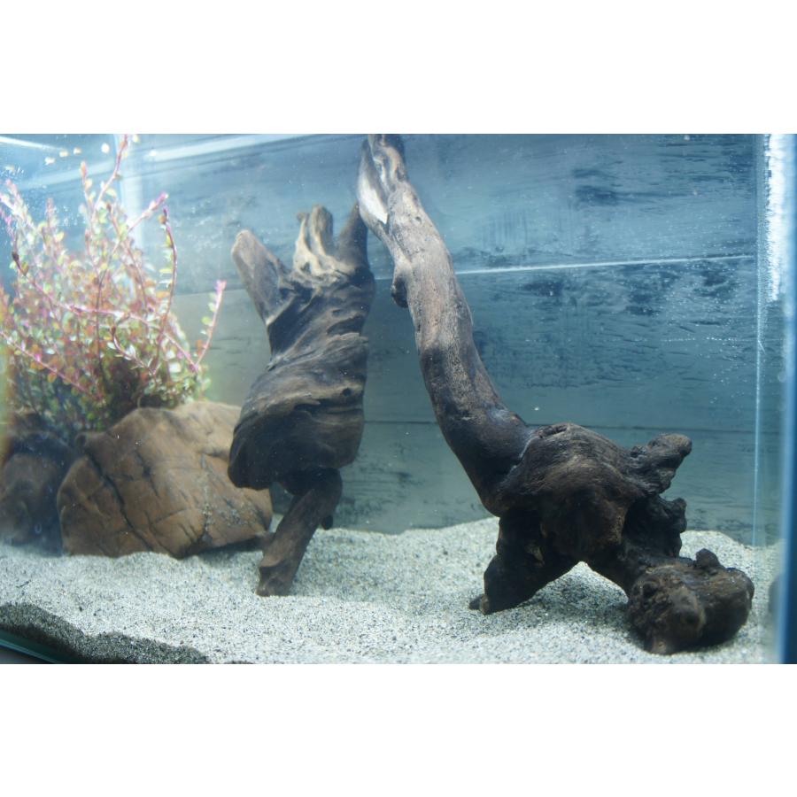 あく抜き不要！水に沈む状態でお届けします』アクアリウム 流木 2本