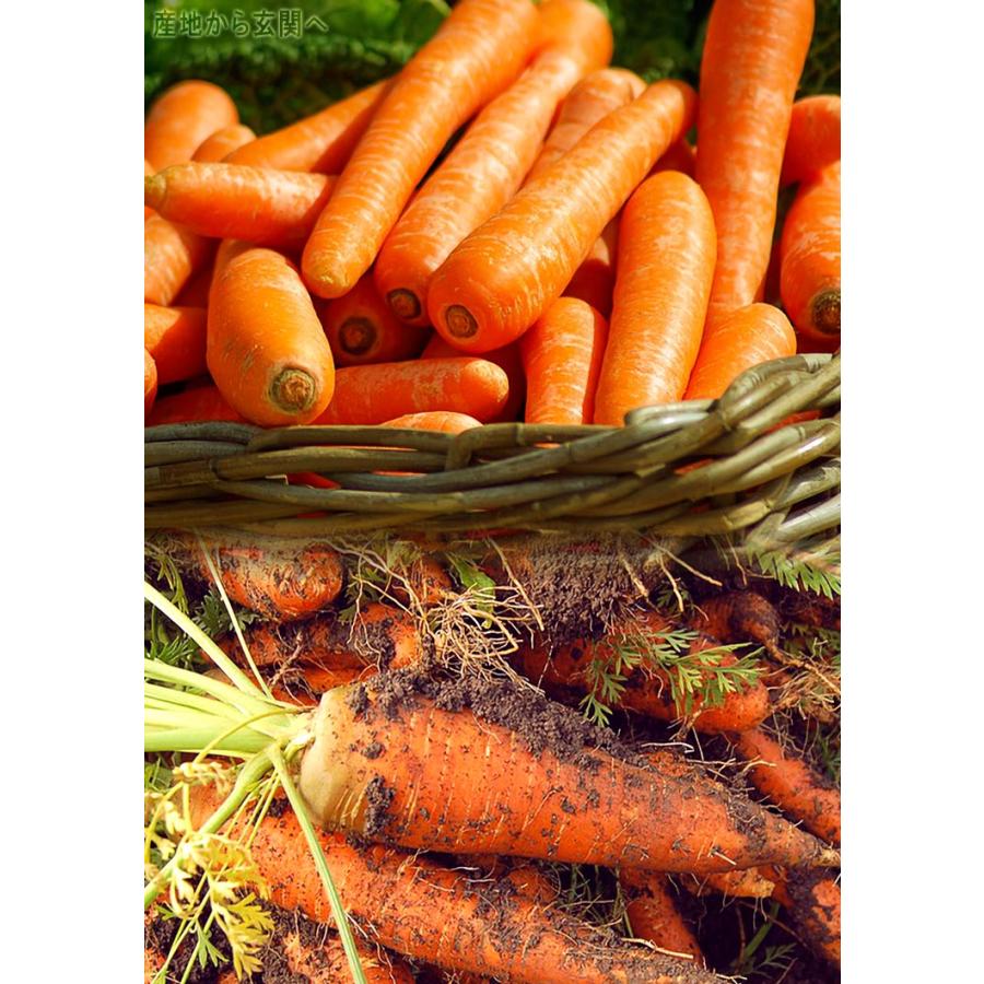 にんじん 訳あり 10kg 加工用品 千葉県産中心 厳選産地 人参 お料理