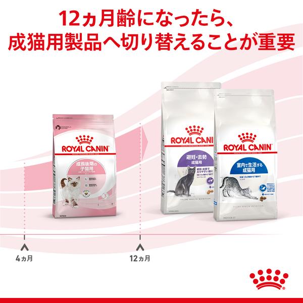 CANIN 子猫用ドライフード 2kg × 2個セット Amazon | ロイヤルカナン
