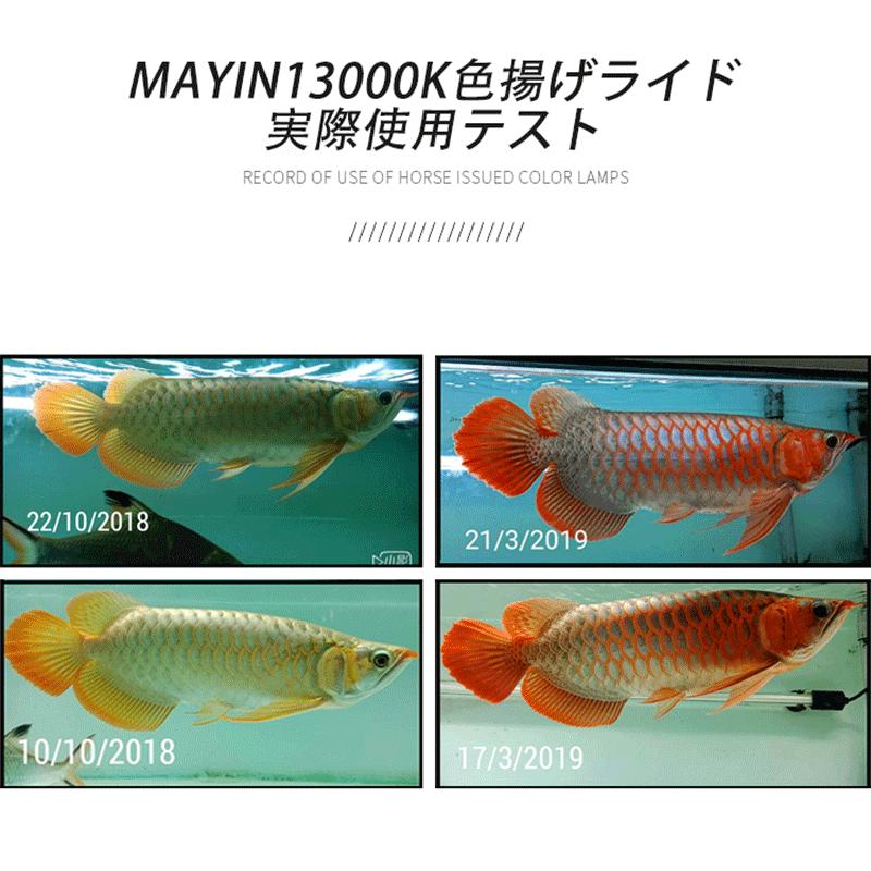 Mayin マイン馬印 112cm 2700k/6700k/13000k 選択 テンニングライト