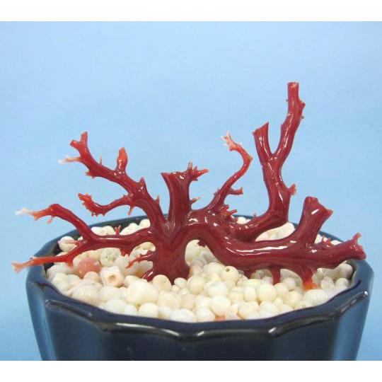 高知沖産血赤珊瑚の 拝見・原木・置き物 （艶出し加工済み）/飾り/置物