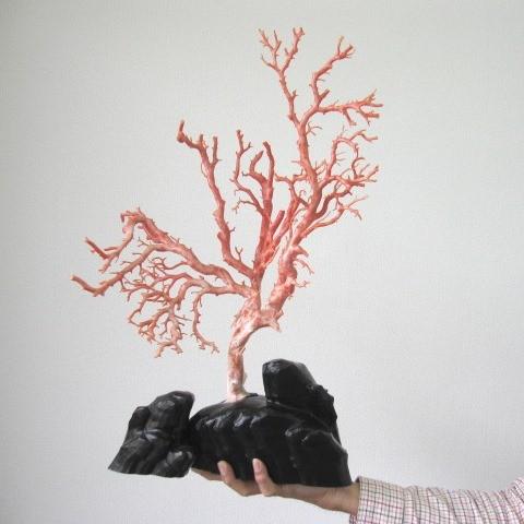 ピンク珊瑚の拝見・置物（艶出し加工済み）/原木/黒檀台/『宝石サンゴ