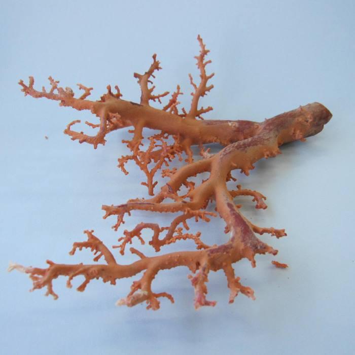 日本 高知産血赤珊瑚 原木 拝見 置物 素材 枝 パーツ 宝石サンゴ 珊瑚