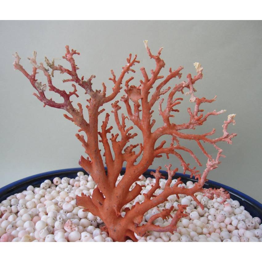 縁起物赤珊瑚桃珊瑚原木サンゴ