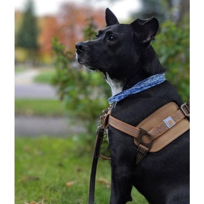 USカーハート ドッグ ハーネス CARHARTT TRAINING HARNESS 送料無料