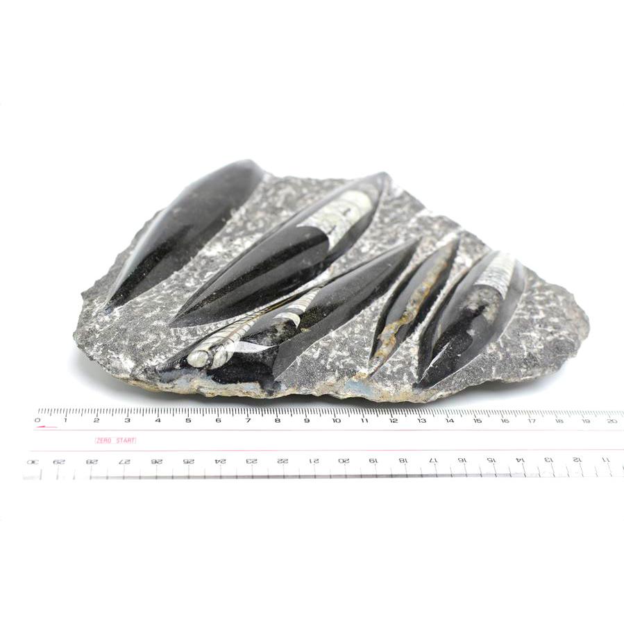 オルソセラス 直角貝 化石 プレート（約1061.5g）スタンド付き