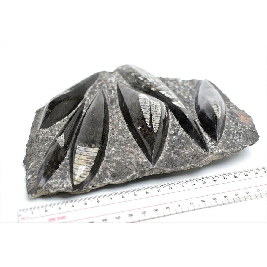 オルソセラス 直角貝 化石 プレート（約1755g）スタンド付き モロッコ