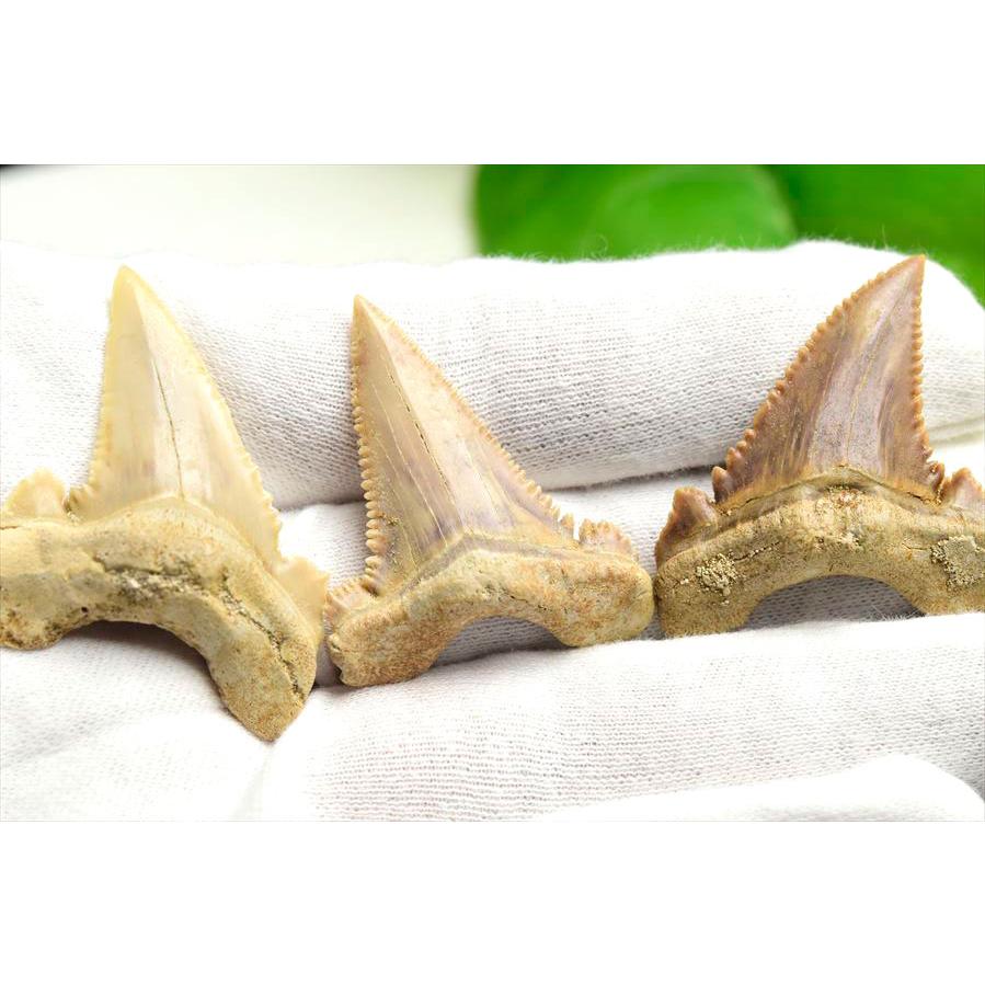 サメの歯 [GR215] ホホジロザメ ホオジロザメ 化石 コレクション サメ