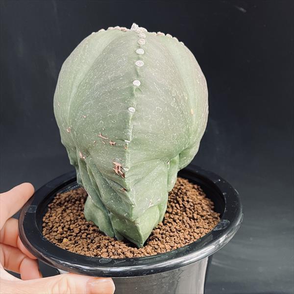 サボテン 青紫白世界3コン サボテン 青紫白世界3コン サボテン 青紫白