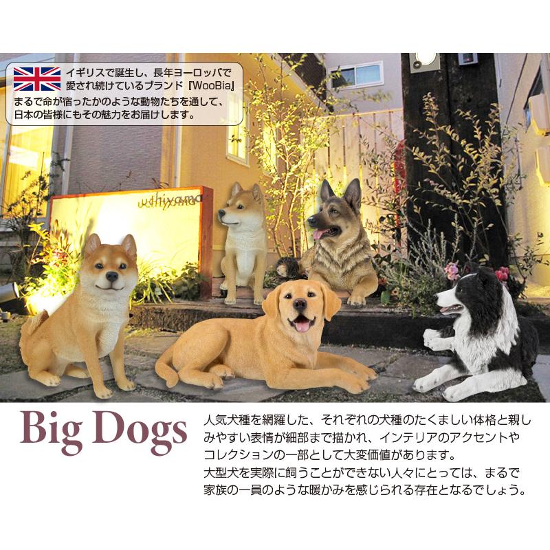 うつぶせ ジャーマンシェパード 76.5 x 38.5 41 cm (幅x奥x高) 本物