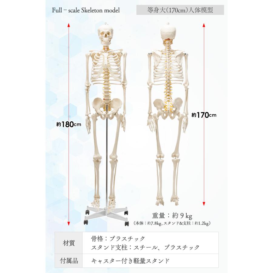 国際規格認証品】成人男性等身大 人体模型 170cm 神経根有り 全身骨格