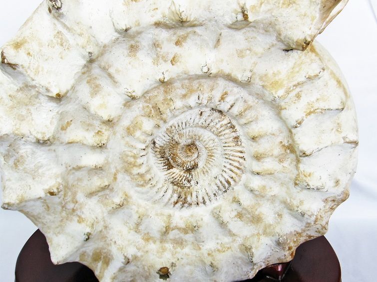 アンモナイトの化石 オーストリーで入手a012-420(yh)