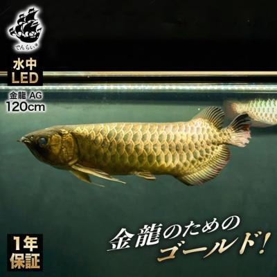 おしゃれな照明専門店 でんらい - 水槽 アロワナライト｜Yahoo