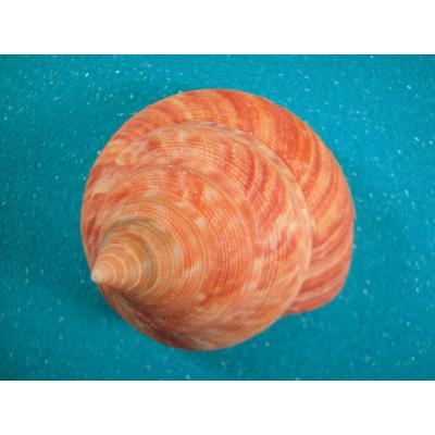 貝殻ストア - オキナエビスガイ科｜Yahoo!ショッピング