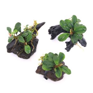 水草）ブセファランドラ ソルディデュラ ブルー（トロピカポット）（無