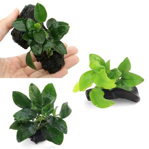 チャーム（charm） （水草）アヌビアス バルテリー ブロードホワイト