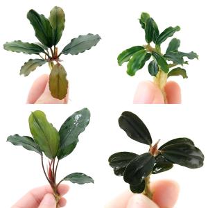 2026年2月】ブセファランドラ 株のおすすめ人気ランキング - Yahoo