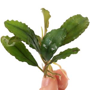 水草 ブセファランドラSP. グリーンウェイビー POT入り ポット入り