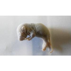 爬虫類ビッグセール】冷凍アダルトラットL (約180〜220g) 30匹入り