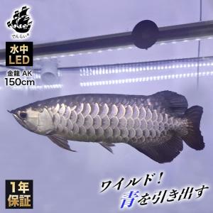 紅龍 レッドアロワナ スーパーレッド 水中 アロワナ ライト 紫外線 UV