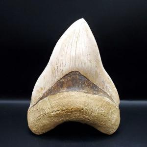 極上 ウミユリ トラウマトクリヌス 化石 本物 貴州省産 46cmプレゼント