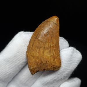 希少 異常巻き アンモナイト 化石 本物 フランス産 250mm プレゼント