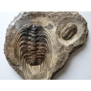希少種☆三葉虫 アカンソピゲ 超レア！ : 化石・鉱物専門店Fossils
