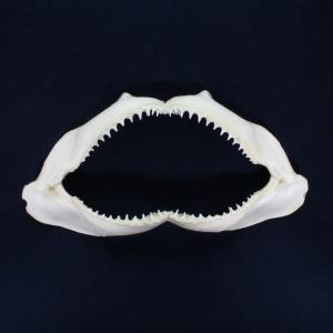 サメの顎（アオザメ）顎骨標本 マコシャーク Shortfin mako shark No